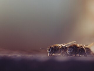 Two honeybees, captured in a close-up perspective, navigate along a dark surface. The warm, filtered sunlight bathes them in a soft glow, highlighting their fuzzy bodies