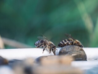 Two Apis mellifera, or honeybees, take water from a wet surface. The insects quench their thirst to...