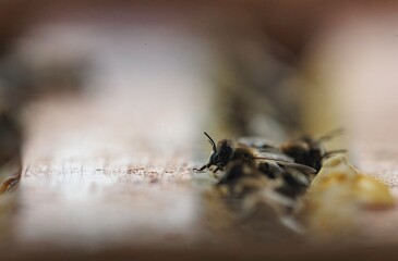 Several honeybees clustered on a sunlit wooden surface. The bees appear to be working, perhaps creating their golden honey in an outdoor apiary during springtime