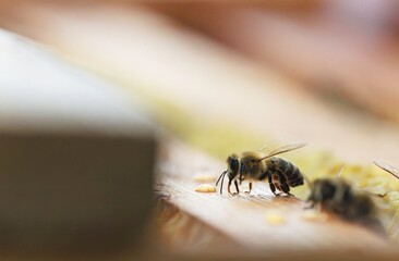 Two honeybees are shown near a wooden structure. One drinks from a small puddle of something yellowish, while the other is slightly out of focus in the background