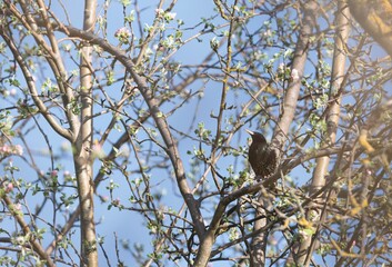 A speckled Starling rests on a branch among the budding flowers of a fruit tree. The bright blue sky shines through the branches in this delightful spring moment