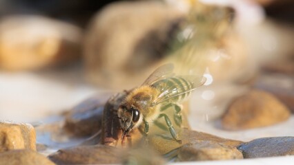 A bee pauses on smooth stones, its fuzzy body glistening in the sun, as it drinks, a refreshing respite in the garden during the early morning hours