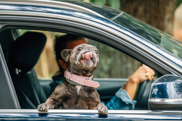 dog traveling in a car, excited with joy