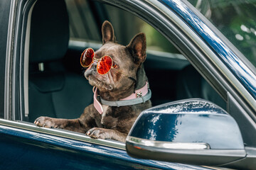 dog wearing sunglasses looking out the car window