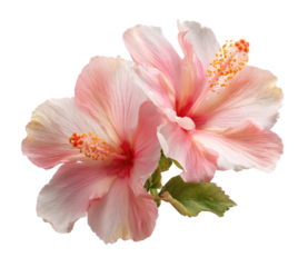 Two delicate, light pink hibiscus flowers, close-up, on a black background.  Soft petals, with hints of peach and cream, detailed stamens in a rich orange