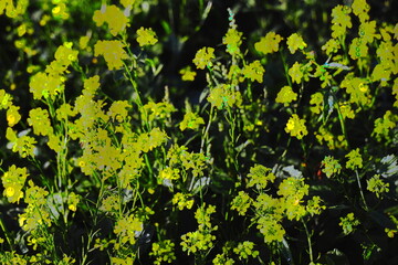 Close-up view of bright yellow wildflowers blooming in a dense cluster, illuminated by sunlight...