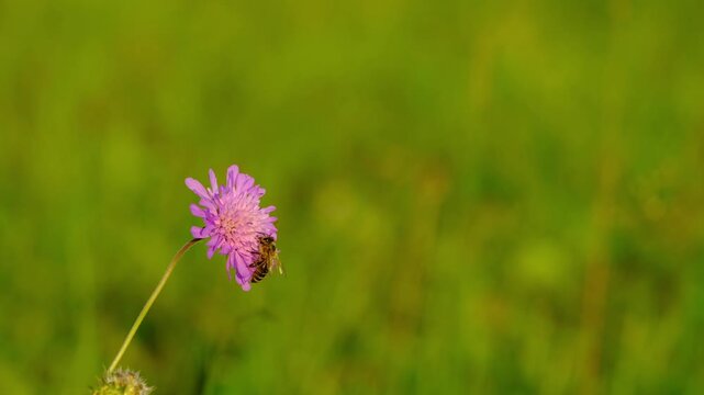 Close-up of a bee pollinating a purple field scabious bloom during sunset light