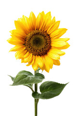 Obraz premium Close-up of a vibrant sunflower against a black background. Bright yellow petals surround a dark brown central disc. Two green leaves extend from a slender stem