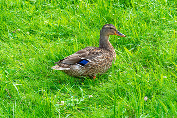 Mallard Duck in the Grass