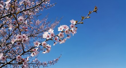 Pink Cherry Blossoms in Spring.