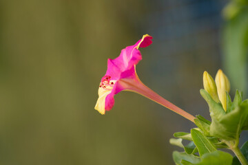 Close up of four o'clock flower in bloom. Also called  marvel of Peru and false jalap. Pink and yellow flowers against green natural background. Copy space. Mirabilis jalapa. Bloom at night. 