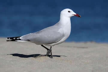 Audouin's Gull adult bird walking on a Mallorcan beach