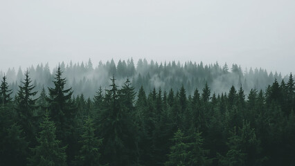 Foggy conifer forest landscape with dense green trees and misty natural atmosphere