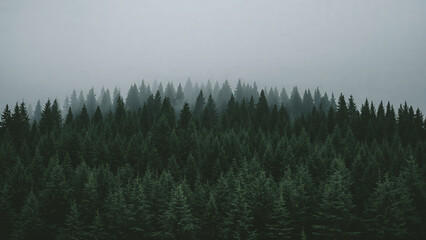 Foggy conifer forest landscape with dense green trees and misty natural atmosphere