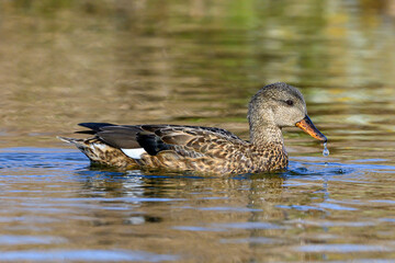 Gadwall, female duck swimming 