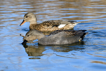 Gadwall male and female swimming together 