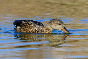 Gadwall female duck feeding