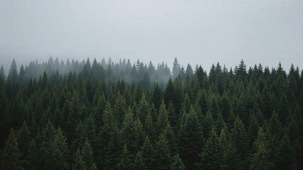 Foggy conifer forest landscape with dense green trees and misty natural atmosphere
