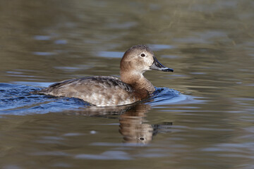 Pochard, female duck swimming 
