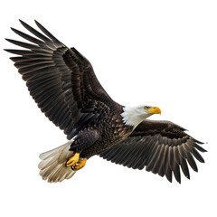 Majestic bald eagle soaring with wings spread wide, embodying freedom, power, and the wild spirit of nature in a dynamic flight pose.