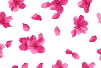 Pink cherry blossom petals scattered on black background (1)