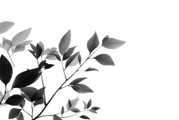Close-up grayscale image of a branch with leaves and blossoms.  Delicate foliage in shades of gray, outlined against a pure black background.  