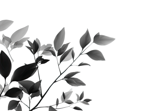 Close-up grayscale image of a branch with leaves and blossoms.  Delicate foliage in shades of gray, outlined against a pure black background.  