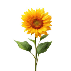 Close-up of a vibrant sunflower against a black background.  Its bright yellow petals surround a dark brown disc.  Two green leaves are attached to a slender stem