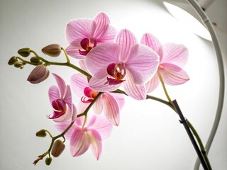 pink orchid flower