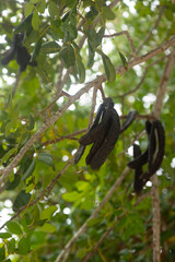 Close-up of carob pods (Ceratonia siliqua) hanging from a tree in the Algarve, Portugal....