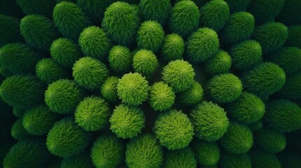 Vibrant green plant macro. Organic spherical forms arranged in a beautiful natural pattern, showcasing lush emerald and lime hues, intricate botanical texture detail.