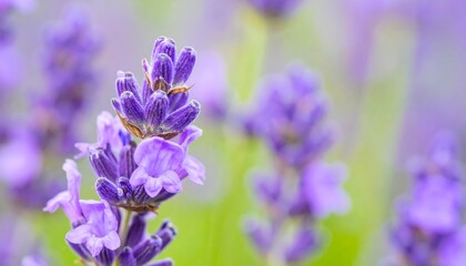 Lavender Flowers Close-Up in Field