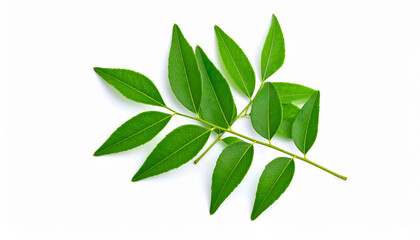 Fresh curry leaves sprig, vibrant green foliage against a clean white backdrop