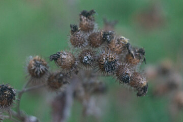 Dry Burdock Thistle Seed Heads Close-Up in Nature
