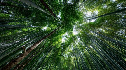 Dense bamboo forest canopy