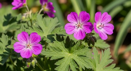 Vibrant Pink Geranium Flowers in a Lush Garden Setting.