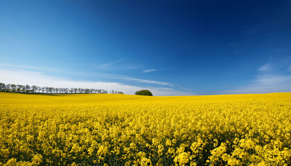 Obraz premium Vibrant Yellow Canola Field Under Clear Blue Sky In Springtime