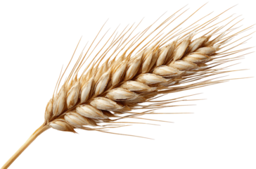 Close-up of a single wheat ear (1)