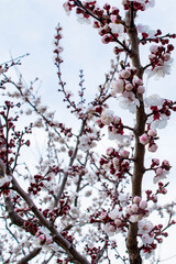 Spring Almond Blossom