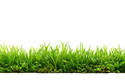 Lush green grass border against black background