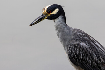 Yellow-crowned Night Heron Portrait on Gray Background