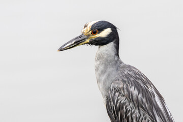Yellow-crowned Night Heron Profile on Gray Background