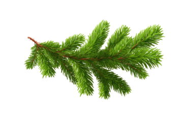 A vibrant, detailed sprig of evergreen foliage against a pure black background.  The needles are densely packed and a bright, rich green.  A slender, reddish-brown stem is visible