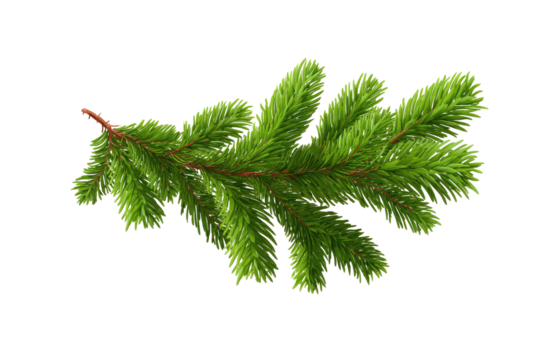 A vibrant, detailed sprig of evergreen foliage against a pure black background.  The needles are densely packed and a bright, rich green.  A slender, reddish-brown stem is visible