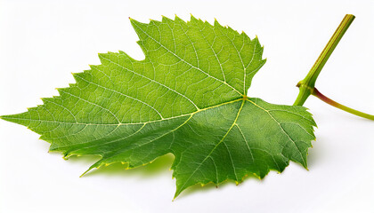 Isolated Green Grape Leaf Close Up On White Background Stock Photo Image