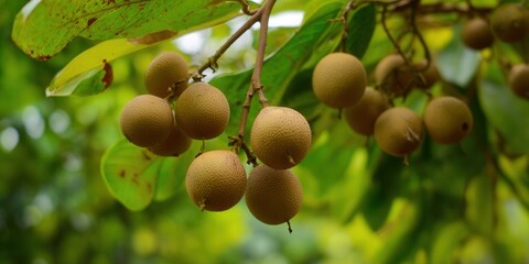 A close-up shot reveals fresh, ripe longan fruit hanging from a tree branch, ready for harvest.