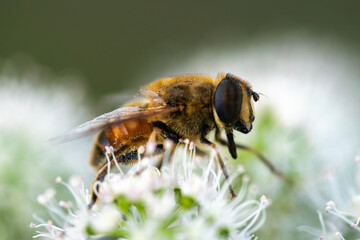 Close-Up of Blera fallax on Blossom
