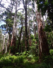 Tall eucalyptus trees in a dense forest. Sunlight filters through the canopy. Lush undergrowth