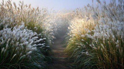Misty grass pathway through field