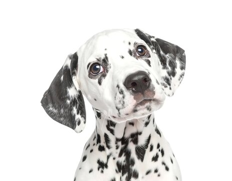 Cute Dalmatian puppy looking up